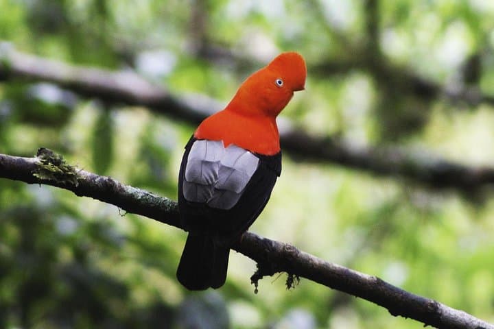 Manu Jungle Exploring — 5-Day Amazon & Cloud Forest Adventure from Cusco photo 3