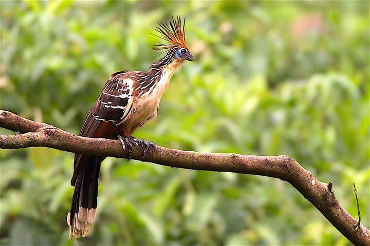 Manu Jungle Exploring — 5-Day Amazon & Cloud Forest Adventure from Cusco photo 6