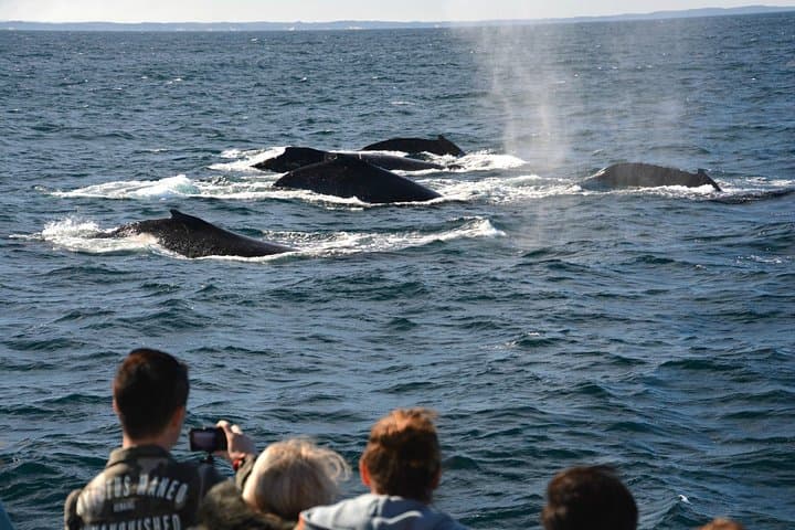Perth Whale Watching: Educational Humpback Cruises from Fremantle photo 3