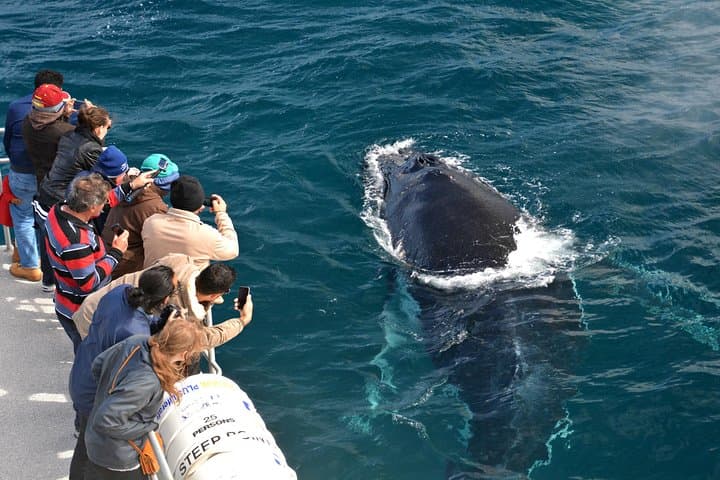 Perth Whale Watching: Educational Humpback Cruises from Fremantle photo 4