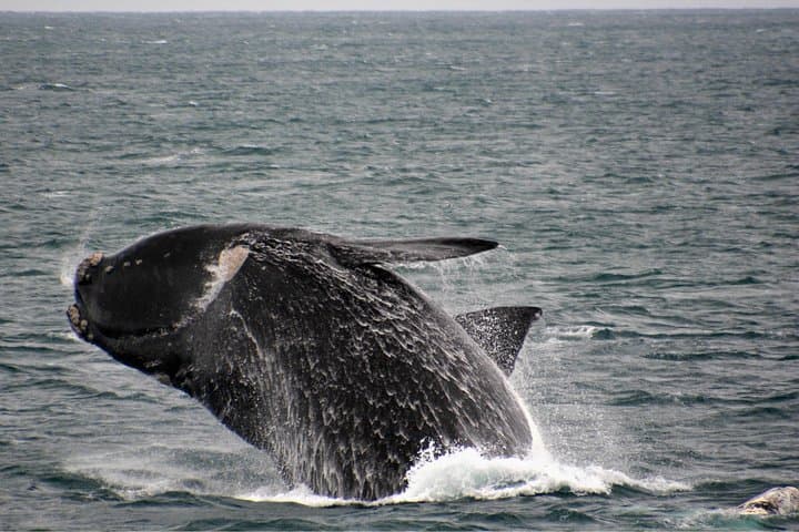Perth Whale Watching: Educational Humpback Cruises from Fremantle photo 5