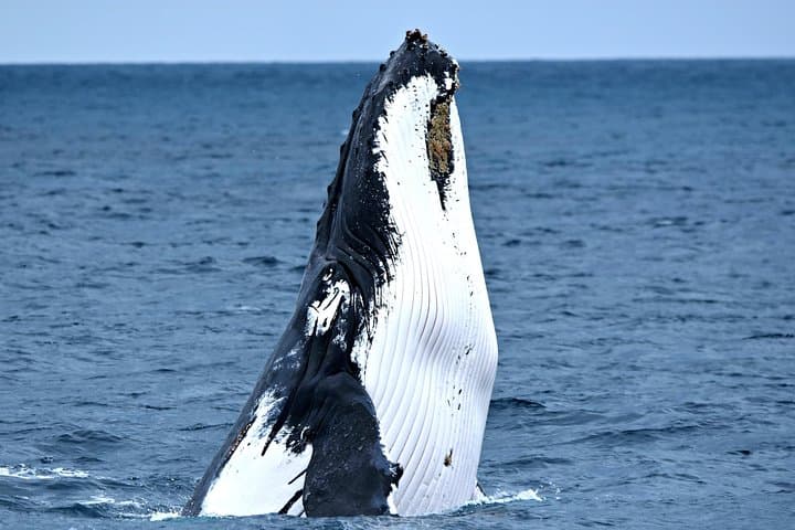 Perth Whale Watching: Educational Humpback Cruises from Fremantle