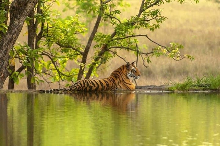 8-Day Golden Triangle & Ranthambore: Delhi, Agra, Ranthambore, Udaipur & Jaipur Private Tour photo 5