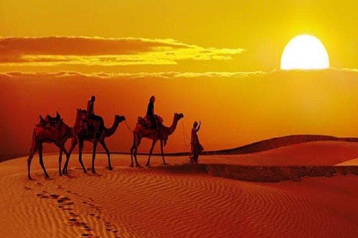 Sunset Safari and Camel Dinner in Jaisalmer's Thar Desert