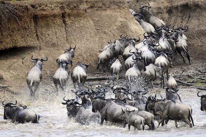 On the Track of Giants: 5-Day Safari through Serengeti, Ngorongoro, Lake Manyara & Tarangire photo 2