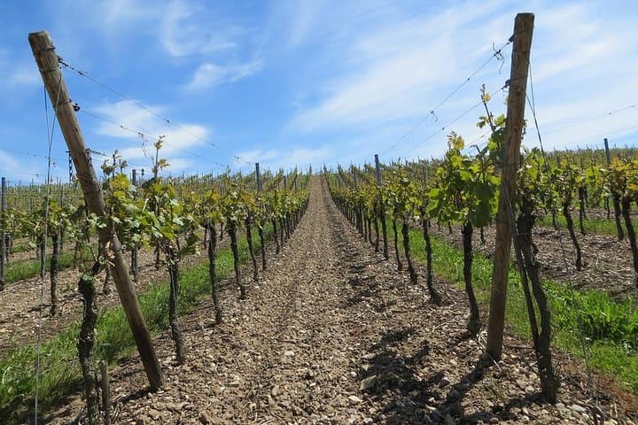 Private Tour of Ronda and Setenil de las Bodegas from Malaga: Day Trip to Andalusian Hill Towns photo 5
