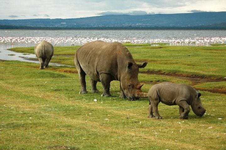 Lake Nakuru Day Trip: Flamingos, Rhinos & Rift Valley Scenery photo 2