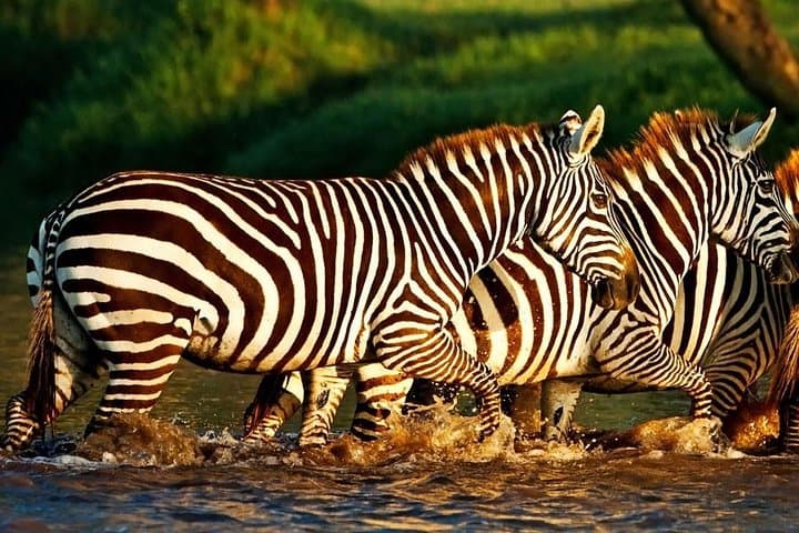 Lake Nakuru Day Trip: Flamingos, Rhinos & Rift Valley Scenery photo 3