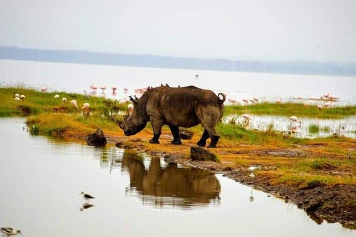 Lake Nakuru Day Trip: Flamingos, Rhinos & Rift Valley Scenery photo 4