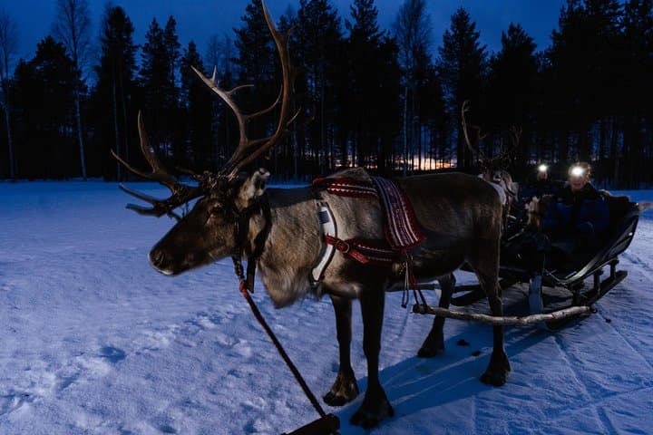 Reindeer Sleigh Ride Under the Northern Lights at Apukka Resort, Rovaniemi photo 2