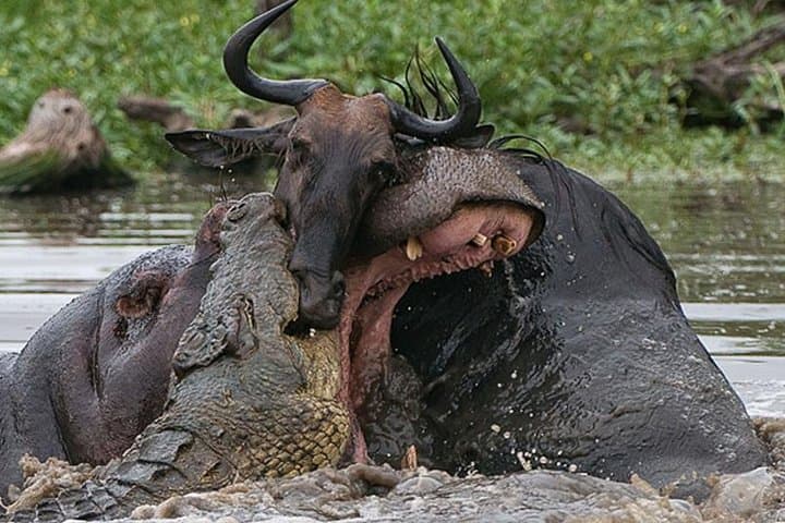 5-Day Luxury Private Safari: Serengeti, Ngorongoro & Lake Manyara photo 4