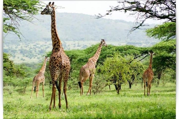 6-Day Group Safari: Serengeti, Ngorongoro, Lake Manyara & Tarangire photo 5