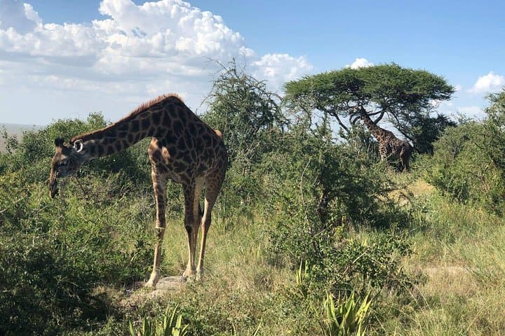 5-Day Tanzania Safari: Serengeti, Ngorongoro & Lake Manyara Big 5 Migration photo 3