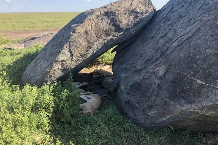 5-Day Tanzania Safari: Serengeti, Ngorongoro & Lake Manyara Big 5 Migration photo 4