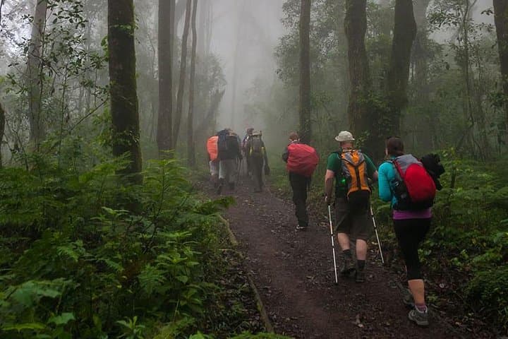 Sneak Peek to the Peak: Mt Kilimanjaro Day Hike to Mandara Hut photo 2