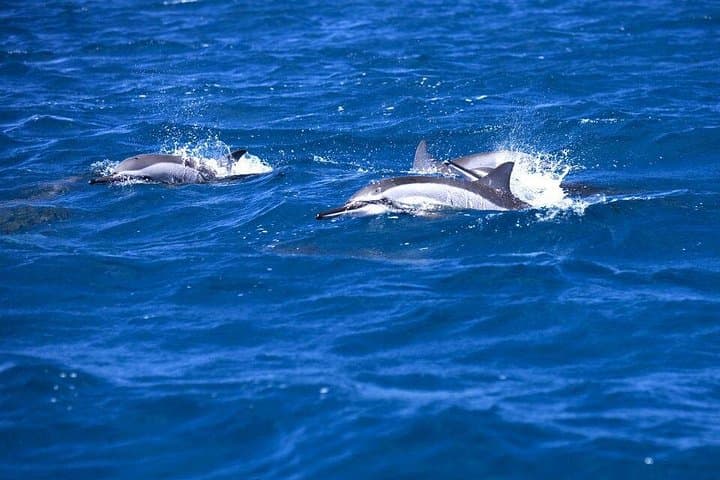 Catamaran Cruise to Ile aux Bénitiers: Dolphins, Crystal Rock Snorkel & BBQ Lunch photo 2