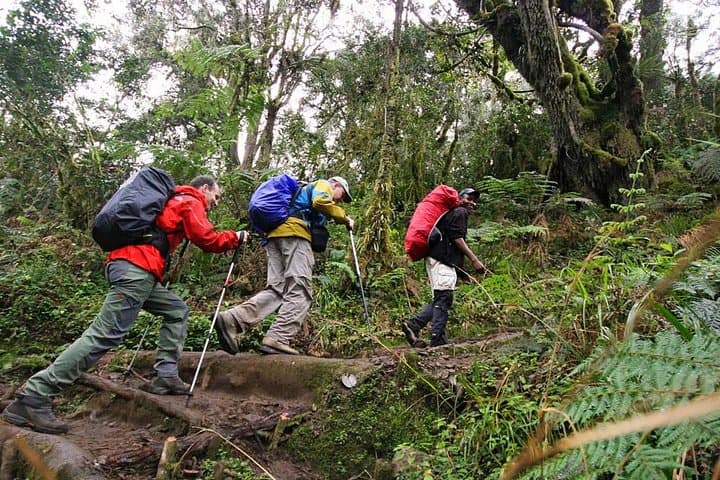 Sneak Peek to the Peak: Mt Kilimanjaro Day Hike to Mandara Hut photo 3