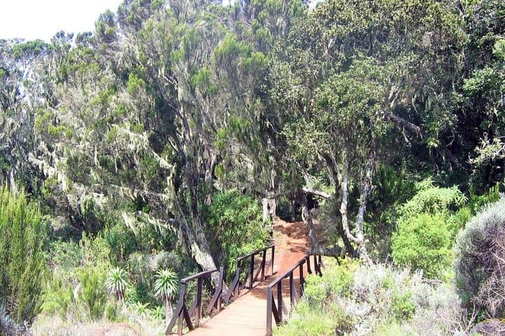 Sneak Peek to the Peak: Mt Kilimanjaro Day Hike to Mandara Hut photo 5