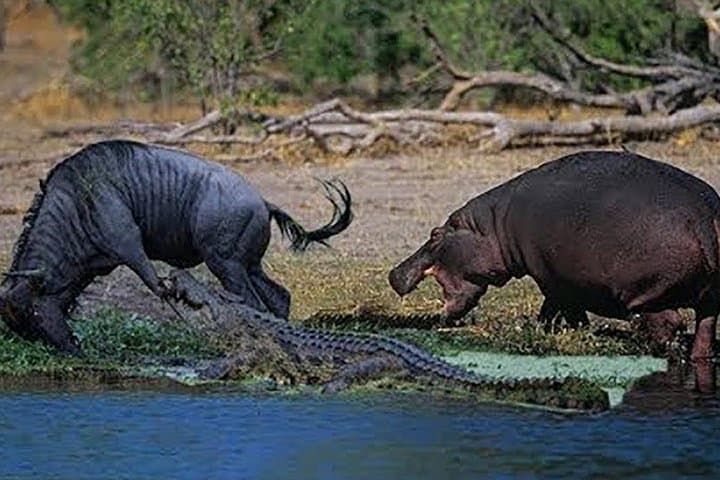 5-Day Luxury Private Safari: Serengeti, Ngorongoro & Lake Manyara photo 5
