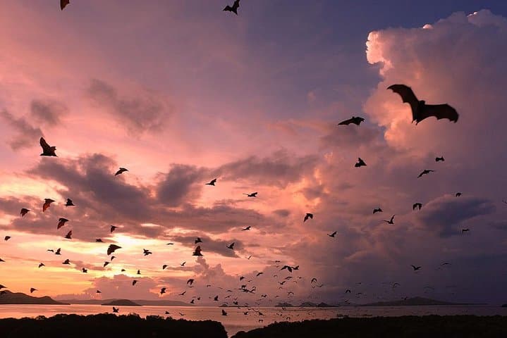 Sunset Cruise and Snorkel at Kalong Island (Komodo National Park)