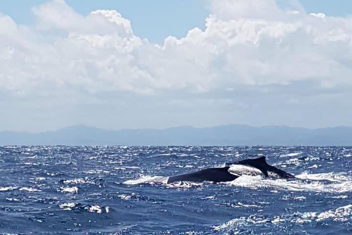Whale Watching in Samaná Bay: Winter Humpback Expeditions from Puerto Plata photo 3