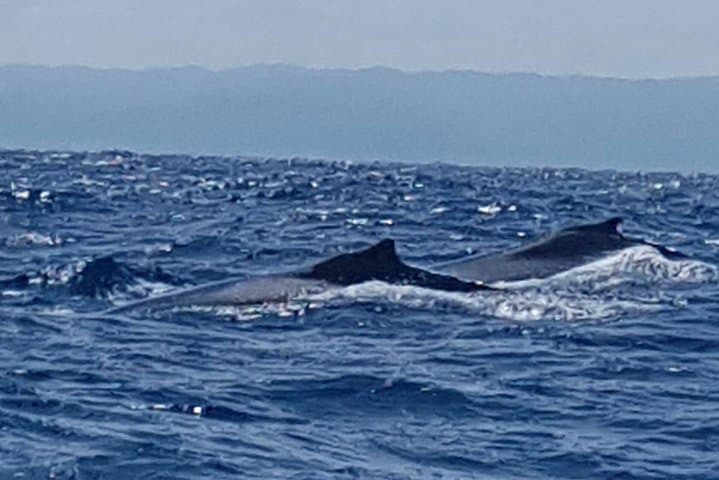 Whale Watching in Samaná Bay: Winter Humpback Expeditions from Puerto Plata photo 4
