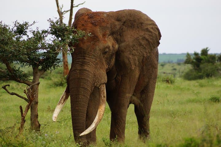 Open-Back Kruger Day Safari from Maputo — Big Five & Crocodile River Views photo 2