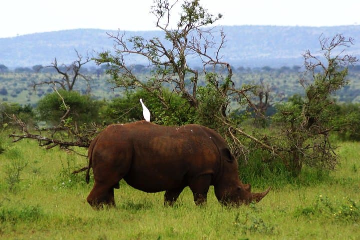 Open-Back Kruger Day Safari from Maputo — Big Five & Crocodile River Views photo 4