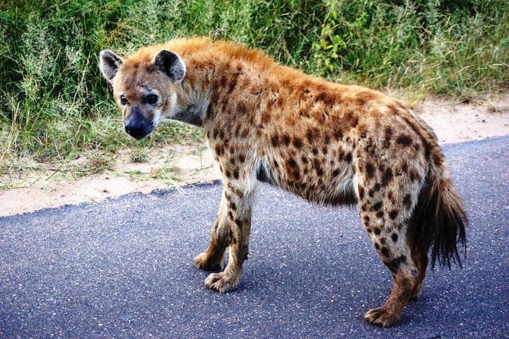Open-Back Kruger Day Safari from Maputo — Big Five & Crocodile River Views photo 5