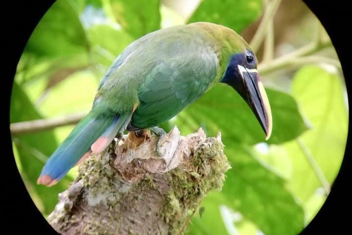 Guided Birding in Monteverde Cloud Forest with Certified Local Guide & Hummingbird Garden photo 4