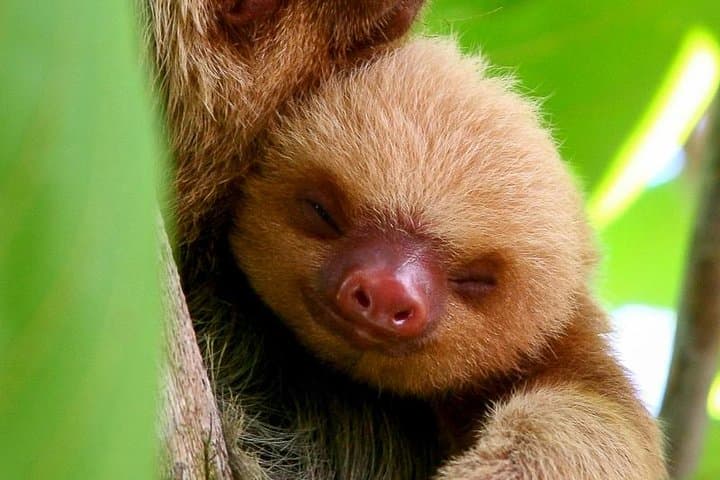 Manuel Antonio Guided Nature Walk: Wildlife, Beaches & Expert Naturalists photo 2