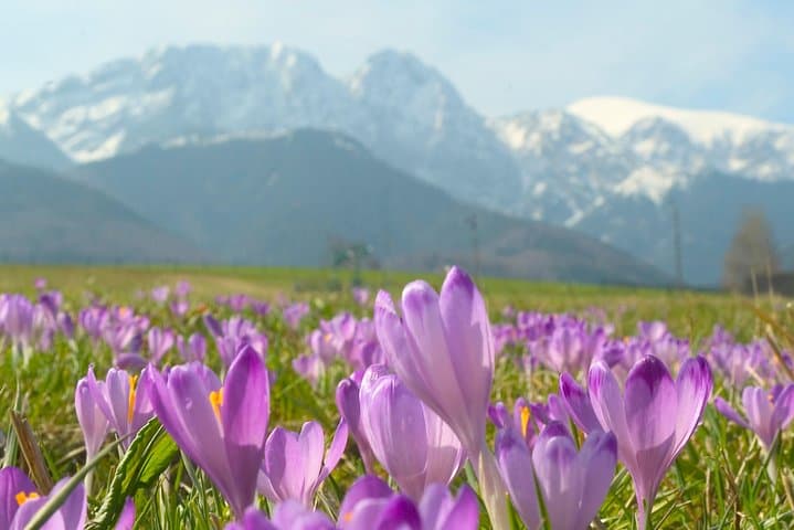 Gubałówka Funicular & Zakopane Day Tour from Krakow — Tatras Views and Highland Culture photo 5