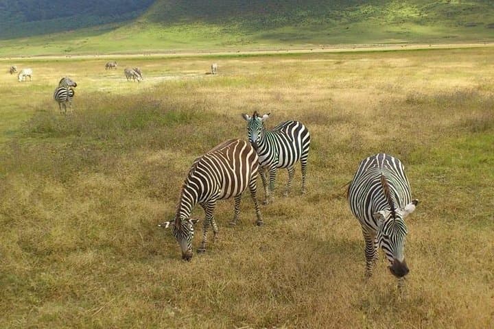 3-Day Private Safari: Serengeti & Ngorongoro Big-5 Adventure photo 4