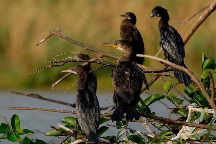 Bird Watching in Muthurajawela: Negombo Wetland Boat Tour photo 3