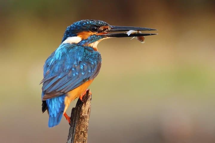 Bird Watching in Muthurajawela: Negombo Wetland Boat Tour photo 2