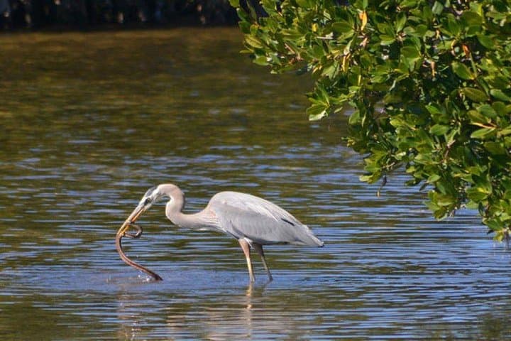 Bird Watching in Muthurajawela: Negombo Wetland Boat Tour photo 4