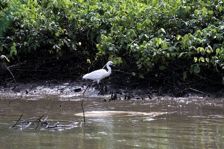 Bird Watching in Muthurajawela: Negombo Wetland Boat Tour photo 5