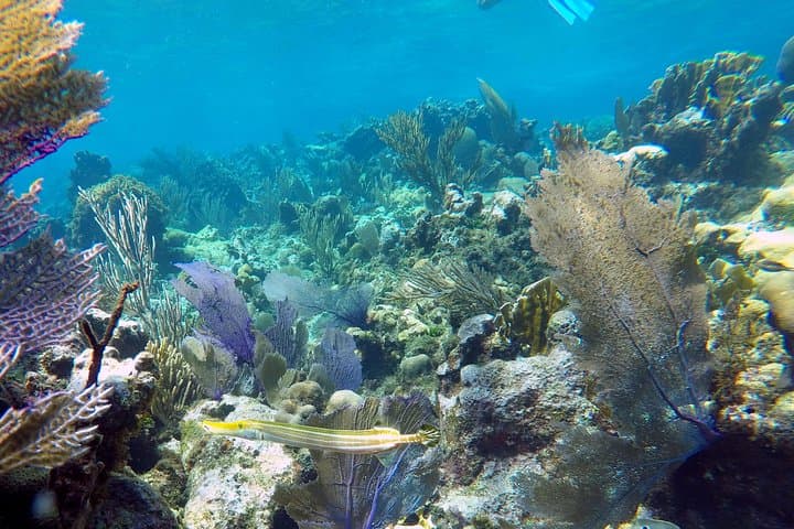 Roatán Kayak Harbor Adventure and Reef Snorkel at French Cay photo 6