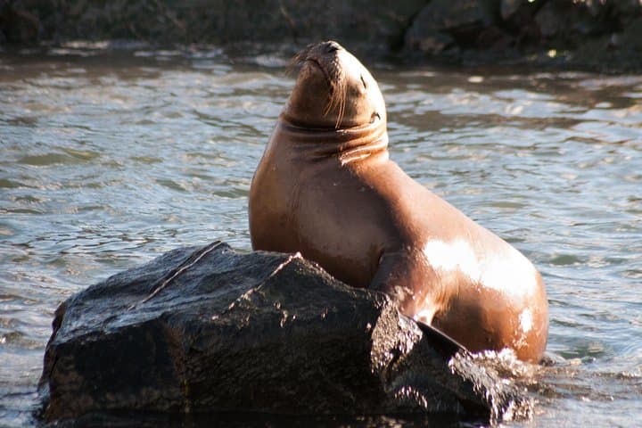 Beagle Channel Catamaran: Sea Lions, Birds & Les Eclaireurs Lighthouse photo 4