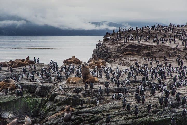 Beagle Channel Catamaran: Sea Lions, Birds & Les Eclaireurs Lighthouse photo 3