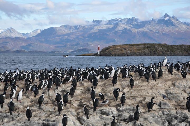 Beagle Channel Catamaran: Sea Lions, Birds & Les Eclaireurs Lighthouse photo 6