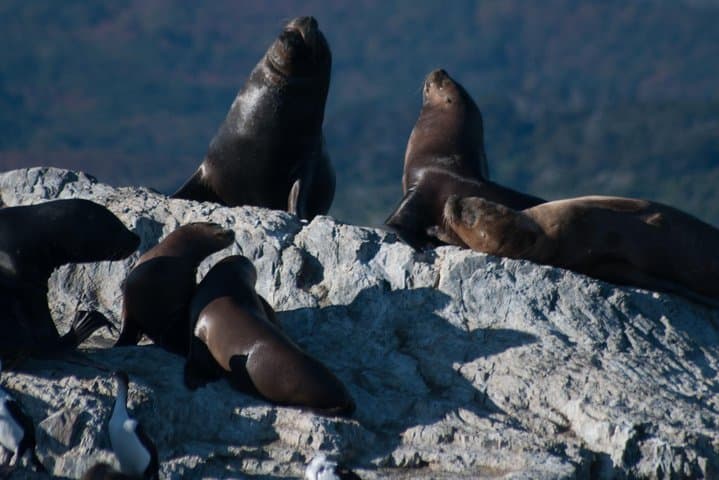 Beagle Channel Catamaran: Sea Lions, Birds & Les Eclaireurs Lighthouse photo 5