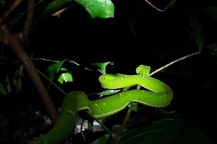 Monteverde Night Walk: Explore the Cloud Forest After Dark with a Local Guide photo 5