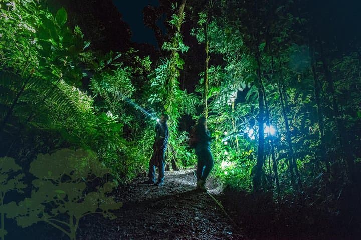 Monteverde Night Walk: Explore the Cloud Forest After Dark with a Local Guide photo 2