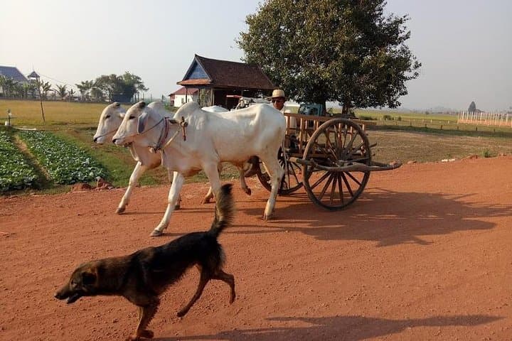 Cycle Cambodia Rice Fields & Rural Villages Tour from Siem Reap photo 2
