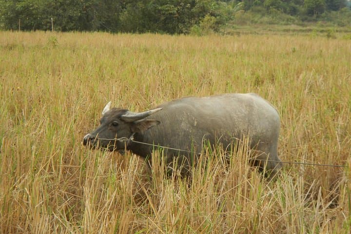 Cycle Cambodia Rice Fields & Rural Villages Tour from Siem Reap photo 3
