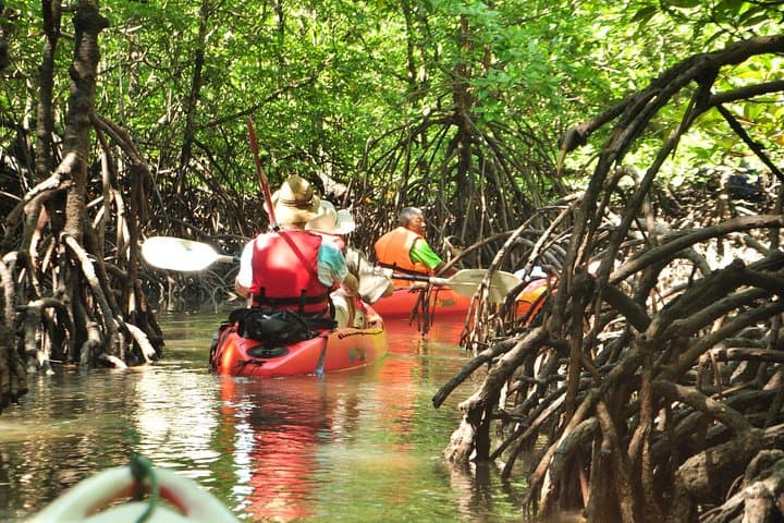 Kubang Badak Kayaking: Explore Langkawi’s Mangrove Rivers and Jungle Pool photo 3