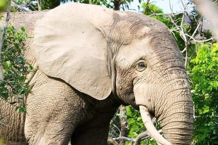 4-Day Skyway Safari to Mole National Park — Mognori Canoe, Larabanga Mosque & Game Drives