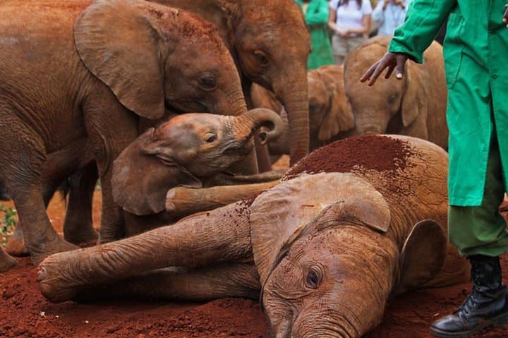 Half-Day Nairobi Safari: Nairobi National Park, Elephant Orphanage & Giraffe Centre photo 3