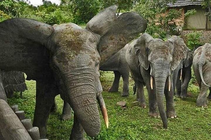 4-Day Skyway Safari to Mole National Park — Mognori Canoe, Larabanga Mosque & Game Drives photo 2